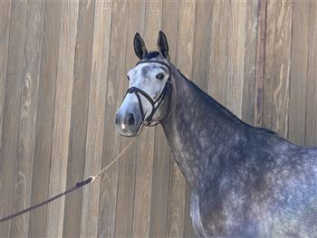 Super reliable jumping gelding