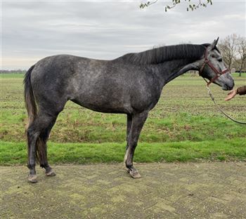 3 year old gray mare