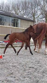 Very handsome filly! full sister 1m45 horse
