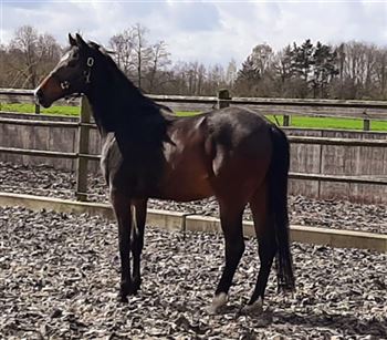 Royal Weltino, 3 year old KWPN Gelding from predicate rich lineage