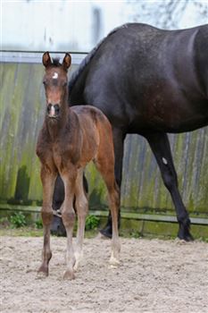 Stunning colt for the future. From proven mother line