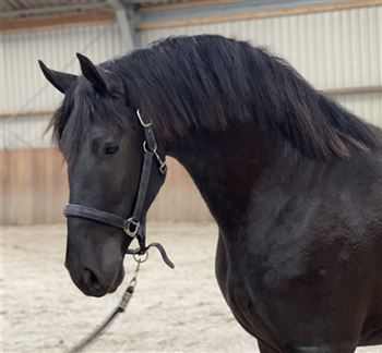 Modern Frisian stallion with top movements