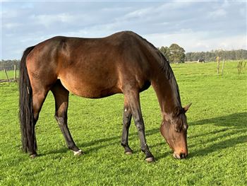 Breeding Mare produces attractive offspring, now available for the breeding season.