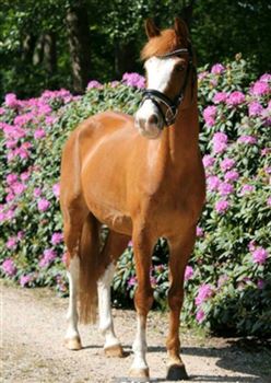 Beautiful all-round d pony