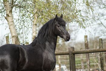 pyr fan synaeda luxury star stallion