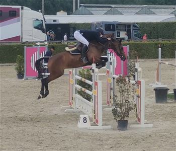 7 year old jumping mare for sale