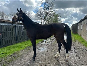 *PRICE REDUCED* 3-year-old gelding by James SB (Emir R) x Lupicor