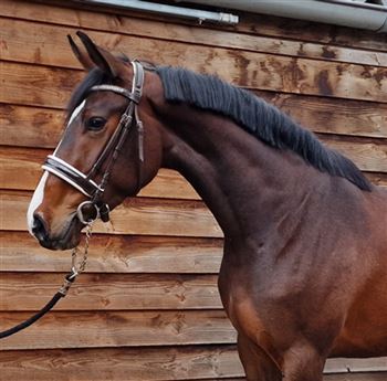 Tough 3 year old show jumping mare by Mister Diamant