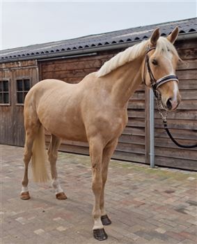 Beautiful 4 year old palomino mare!!