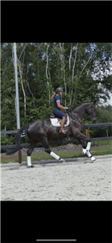 Ster sport breeding mare v Negro can also be ridden.