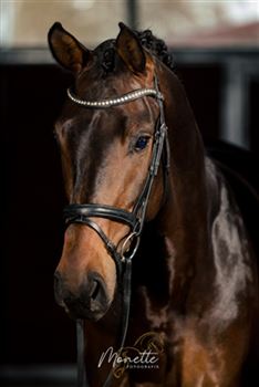 Handsome gelding offered for sale
