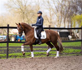 Super nice 10 year old elite mare from Charmeur for sale.
