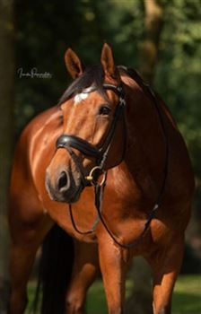 Tough 7-year-old gelding, competitively priced