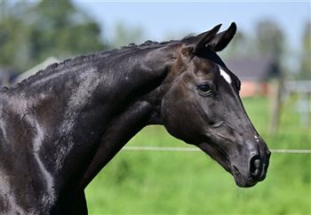 Handsome black mare with a golden character