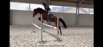 jumping horse mare from Idjaz-c bloodline (merelsnest stud)