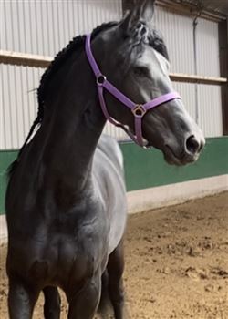 Talented Frisian star mare for sale