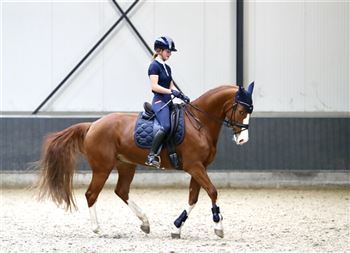 Very sweet and talented 11-year-old Z1 mare Baltic VDL x Burggraaf