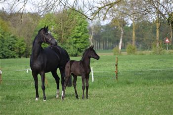 Very chic filly by McLaren