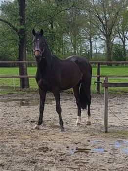 2 year old stallion bred for show jumping