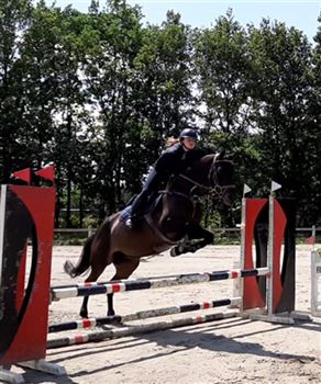 Super brave Belgian Warmblood mare with experience