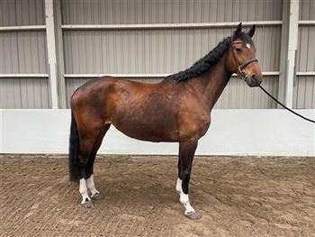 For Sale! Beautiful brown 7 year old Dressage Mare