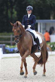 Talented dressage horse with a lot of competition experience and top character