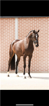 Beautiful dressage mare for sale!