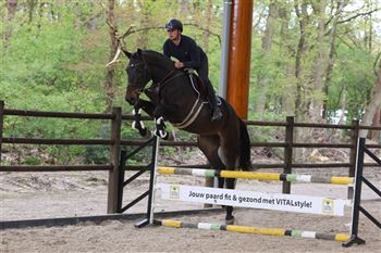 Talented(!!) young show jumping horse