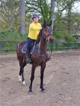 4 year old gelding for sale