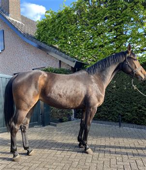 Beautiful, well-moving 4 year old mare for sale.