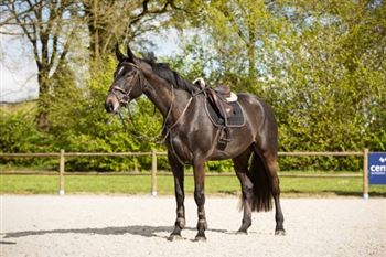 Exceptionally nice 4 year old gelding