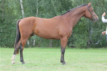 Jumping horse for sale