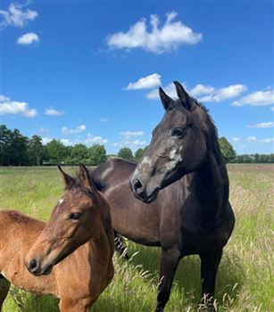 ## Separate Elite broodmare and riding horse ##