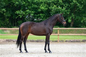 7 year old Elite mare from predicate/sport rich lineage!