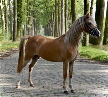 Beautiful welsh mare - saddle broken