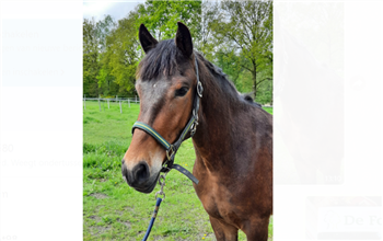 Three-year-old New Forest gelding, well-behaved and talented