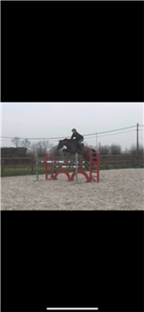 9 year old Bwp jumping mare