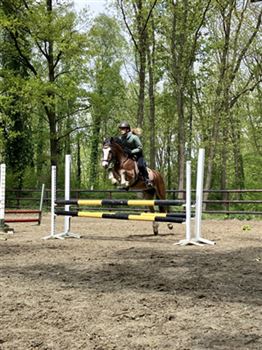 Beautiful, talented all-rounder d-pony (6 years) for sale