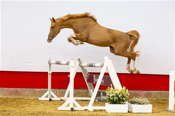 An athletic horse that jumps with a lot of impulsion