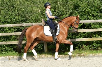 6 year old dressage gelding with competition experience